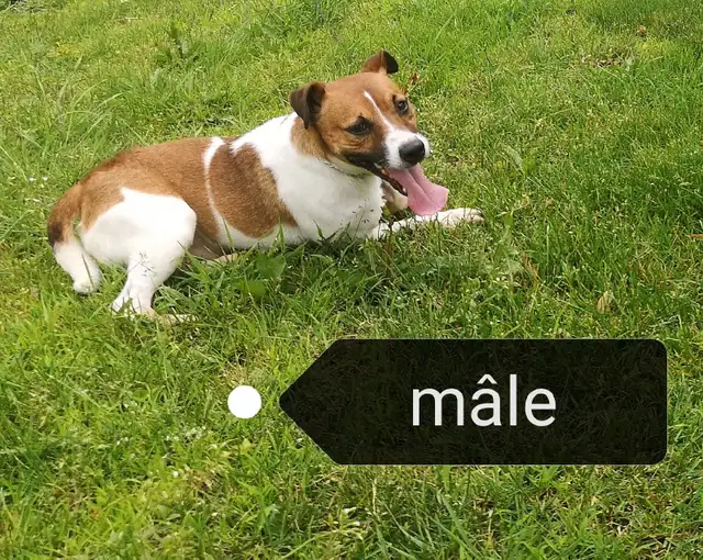 Jack Russell mâle adulte à vendre in Dogs & Puppies for Rehoming in Longueuil / South Shore - Image 4