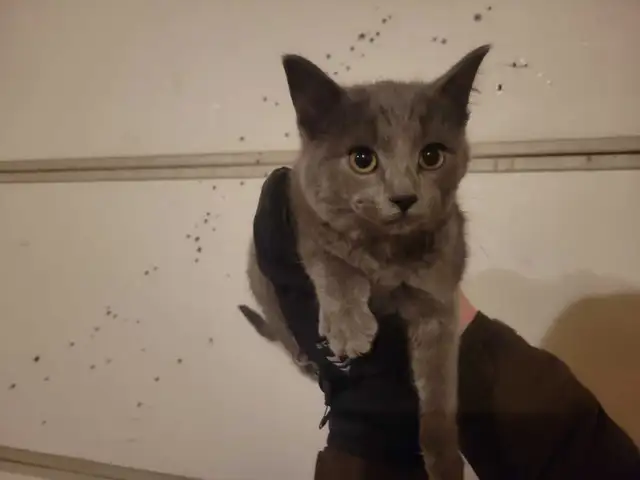 Kittens & Mousers in Cats & Kittens for Rehoming in St. Albert - Image 4