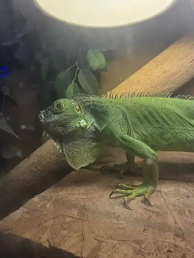 Green Iguana 5y old, View more