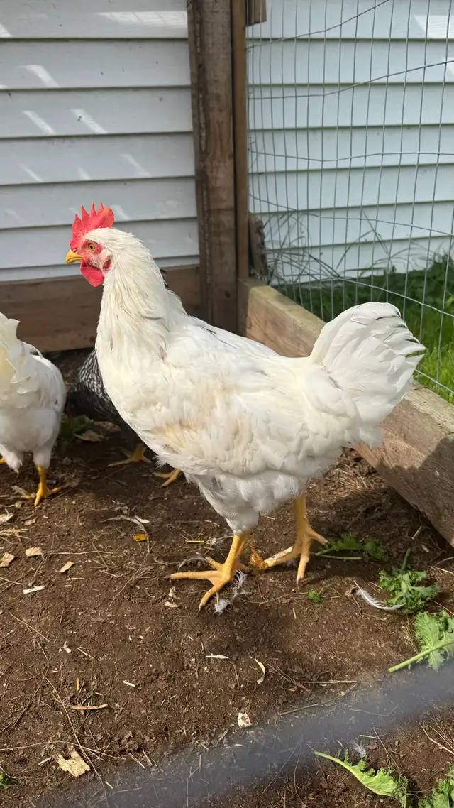 2 Free roosters to good home  in Livestock in Annapolis Valley - Image 2