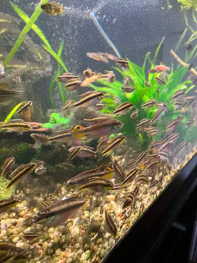 Kribensis African cichlids, View more