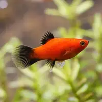 Platy fish for sale!