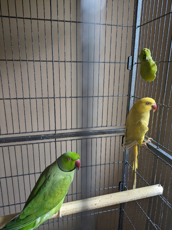 Indian Ringneck Pair in Birds for Rehoming in Terrace
