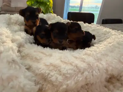Yorkshire Terrier Puppies, View more