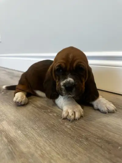 basset hound puppies , View more