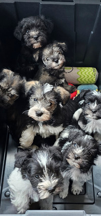 CKC Registered Miniature Schnauzer Puppies
