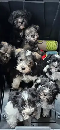 CKC Registered Miniature Schnauzer Puppies