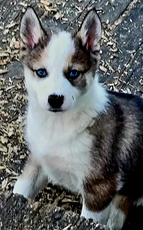 Husky pup w/two vaccinations BLUE EYES in Dogs & Puppies for Rehoming in Belleville