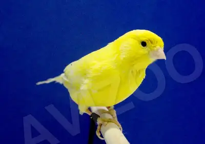 CANARI ROLLER ALLEMAND FEMELLE DISPONIBLE, View more