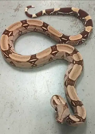 reptiles available, View more