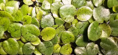 Amazon Frogbit - Limnobium Laevigatum, View more