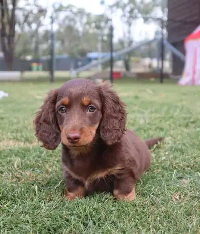 Chocolate & Tan Long Hair Miniature Dachshund Pups, View more