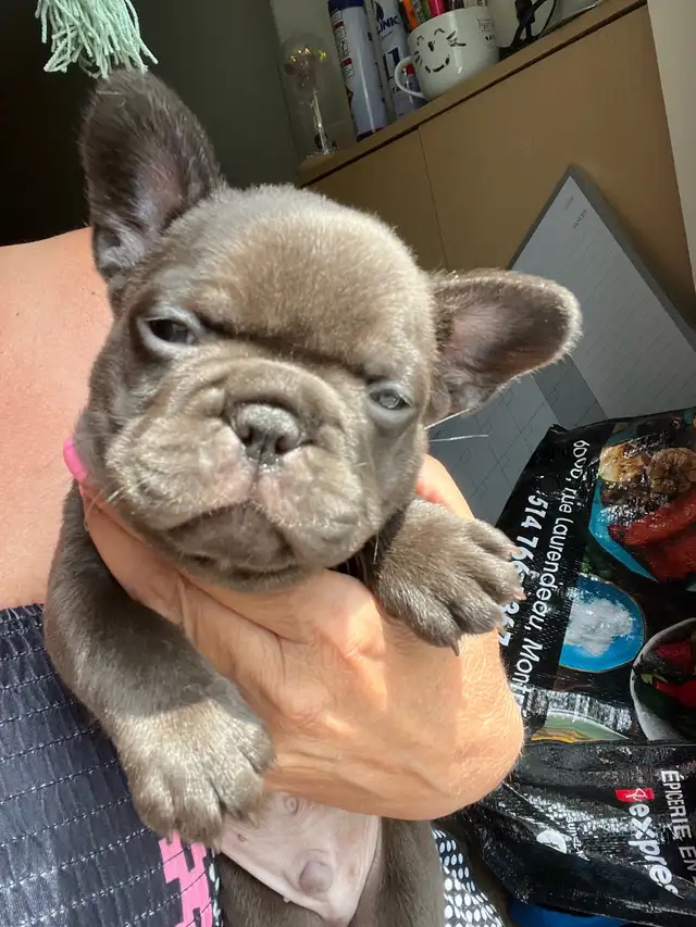 bouldogue français in Dogs & Puppies for Rehoming in City of Montréal - Image 2