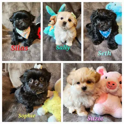 PUPPIES ARE LOCATED IN FORT QU'APPELLE SASK. DELIVERY TO SHERWOOD PARK ON JUNE 21st CAN BE ARRANGED...