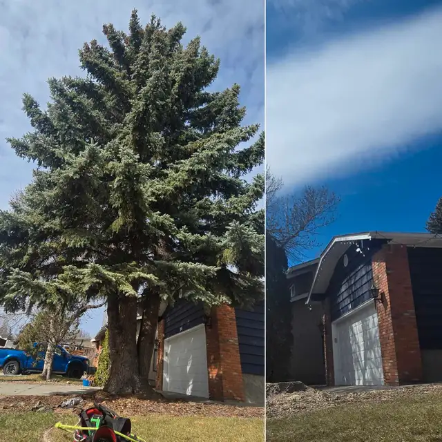 Take It Down Tree Service LTD.62863720526723123