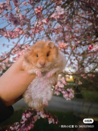 Ethically raised syrian hamsters