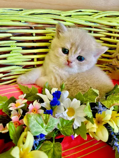 British Shorthair kittens! Registered!, View more