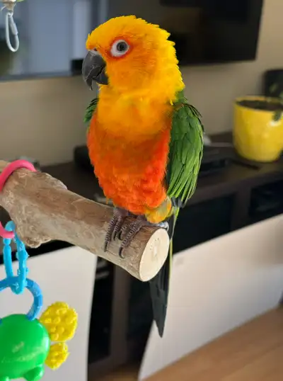 Meet Tiki! Tiki is 3 years old! Very affectionate, funny and loud bird! He loves music, being on you...