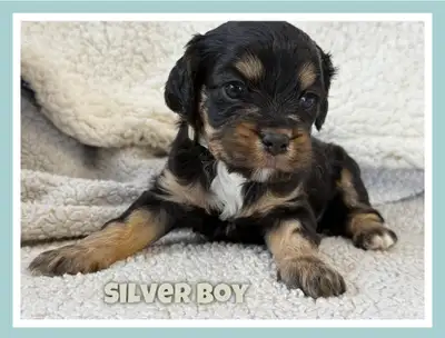 Cavapoo Puppies ❤️❤️❤️, View more