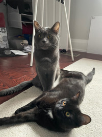 Two 1yr old cats