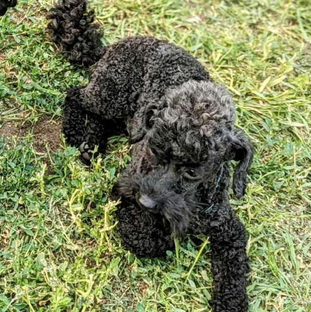 Two Miniature Poodles Missing from Sedgewick  in Lost & Found in Edmonton - Image 4