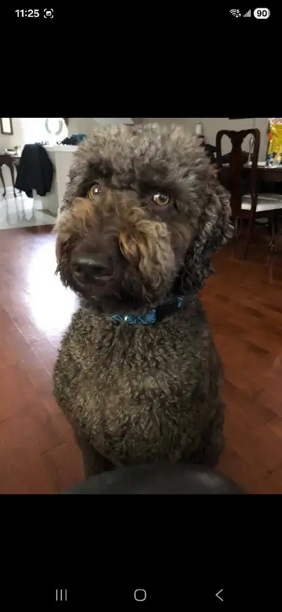 4 year old Labradoodle looking for a new home. He's house trained Kennel trained he's up to date wit...