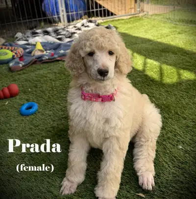 CKC REGISTERED STANDARD POODLES, View more