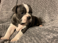 Boston Terrier/Old English Bully looking for forever home