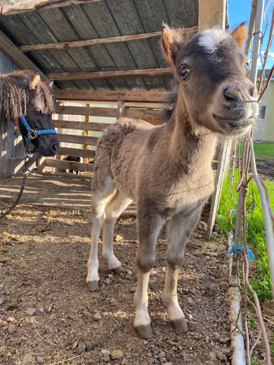 ponette et sa pouliche de 1 semaine, View more