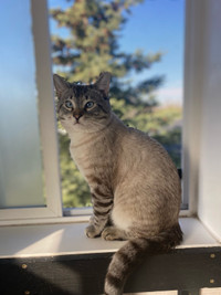 Handsome Lynx Point Siamese Male- Needs a very loving home!