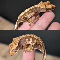 Baby crested gecko