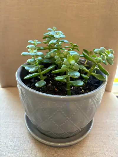 Perfect money Jade plants to bring in health and prosperity for the new year. $20 each, please indic...