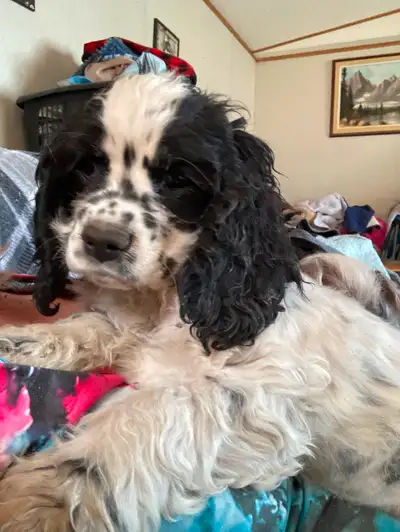 First litter is purebred cocker spaniels. They are vaccinated and dewormed and tails docked. The sec...