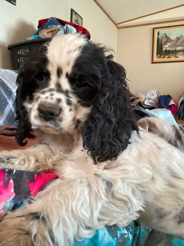 Cocker Spaniel puppies in Dogs & Puppies for Rehoming in Edmonton - Image 2