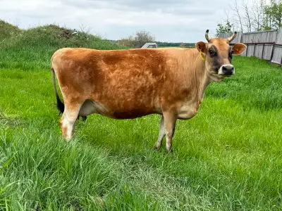4 Year Old Jersey x Angus Cows, View more