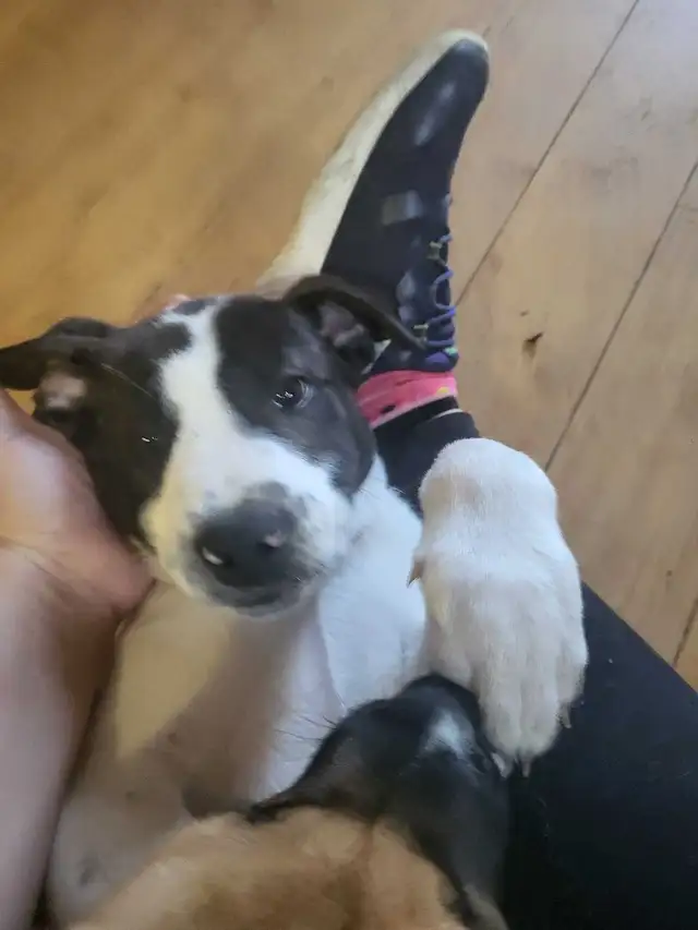 3 LEFT!!..Looking for their forever families! in Dogs & Puppies for Rehoming in Woodstock - Image 7