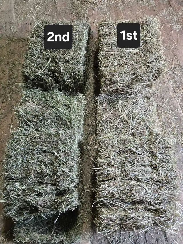 2026 Hay Small Squares 1st cut in Horses & Ponies for Rehoming in Owen Sound - Image 7