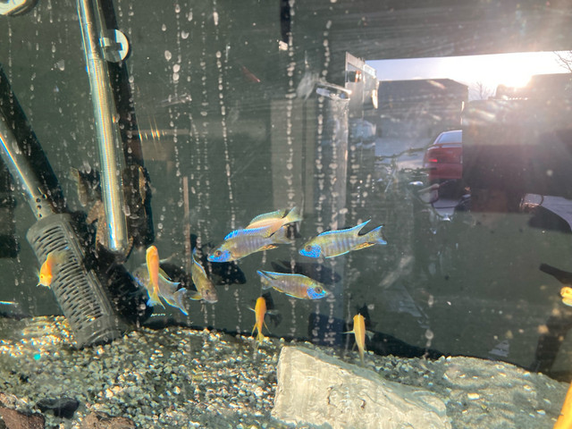 Cichlid males in Fish for Rehoming in Leamington - Image 2