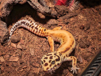 Leopard Gecko For Rehoming