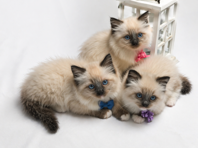 Adorable Blue Eyed Ragdoll Kittens – All Mitted Cute Cuddly Playful, Loving, and Looking for Their F...