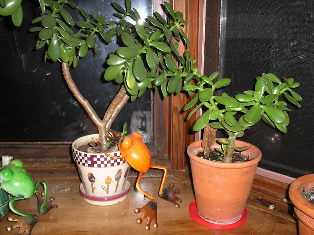 Jade Trees in Home Décor & Accents in Renfrew