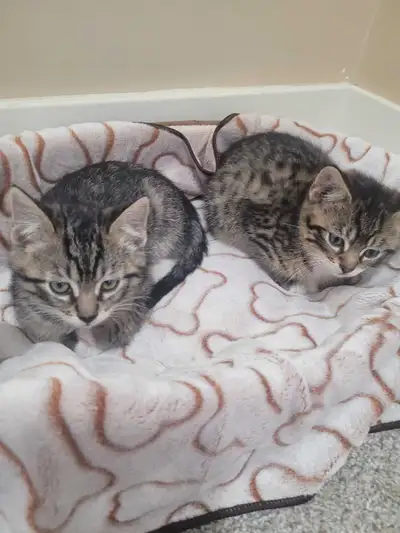 cute kittens both are females, View more