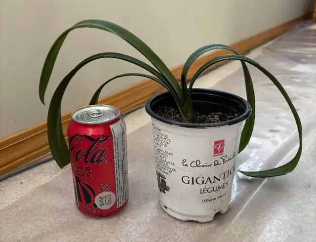 Clivia Miniata