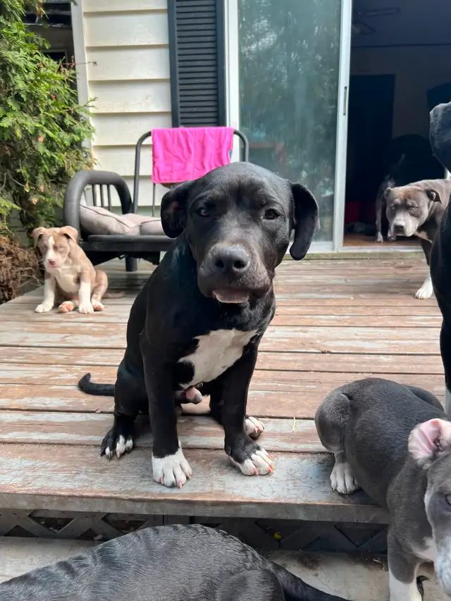 puppies for sale in Dogs & Puppies for Rehoming in Strathcona County - Image 8
