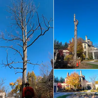 TREE REMOVAL - TREE TRIMMING - PRUNING - LICENSED & INSURED 