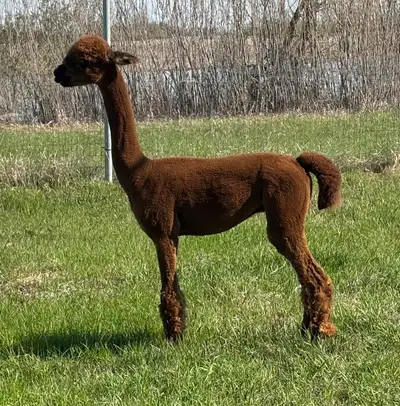Boris the Alpaca, View more