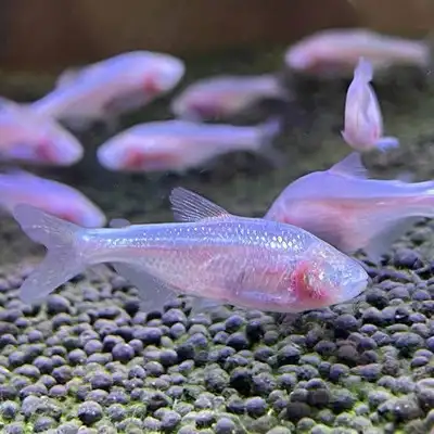 Mexican Tetras, View more