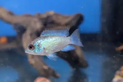 Juvenile Electric Blue Acara - Tropical Aqaurium Fish Juvenile E, View more