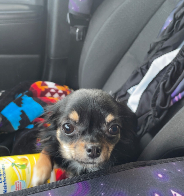Long Haired Chihuahua in Other in Regina - Image 3