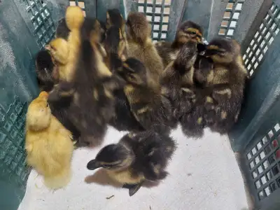 23 hatched June 9. 8 hatched June 2. Parent flock is mostly Rouen, 1 bym hen and some muscovies. The...